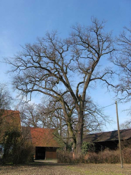 Bild 2 von 2 Eichen